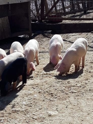 porci de vanzare urlati prahova|Porci si purcei de vanzare, diferite rase Prahova